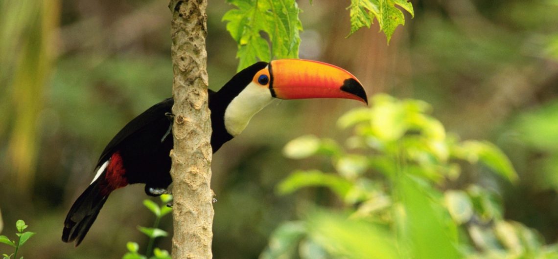 Tropic Toucan